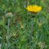 Fotografia 5 da espécie Inula montana do Jardim Botânico UTAD