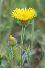 Fotografia da espécie Inula montana