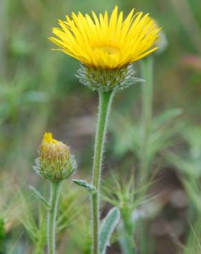 Fotografia 6 da espécie Inula montana no Jardim Botânico UTAD