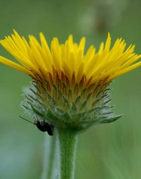 Fotografia 7 da espécie Inula montana no Jardim Botânico UTAD