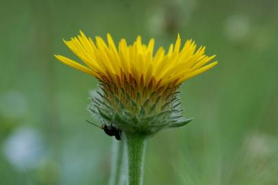 Fotografia da espécie Inula montana