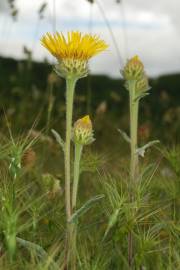 Fotografia da espécie Inula montana