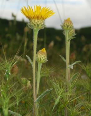 Fotografia 8 da espécie Inula montana no Jardim Botânico UTAD