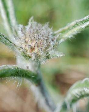 Fotografia 9 da espécie Inula montana no Jardim Botânico UTAD