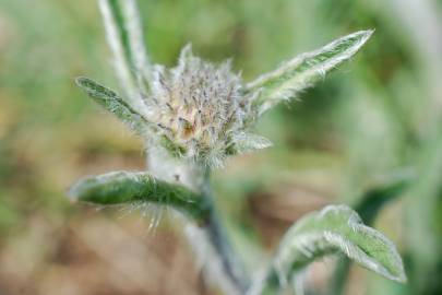 Fotografia da espécie Inula montana