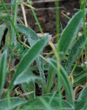 Fotografia 10 da espécie Inula montana no Jardim Botânico UTAD