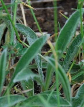 Fotografia 10 da espécie Inula montana no Jardim Botânico UTAD