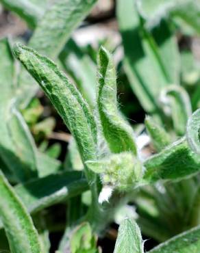 Fotografia 12 da espécie Inula montana no Jardim Botânico UTAD