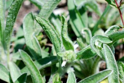 Fotografia da espécie Inula montana