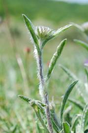 Fotografia da espécie Inula montana