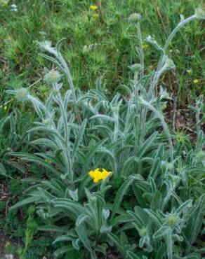 Fotografia 14 da espécie Inula montana no Jardim Botânico UTAD