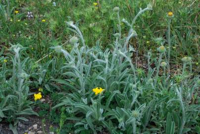 Fotografia da espécie Inula montana