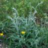 Fotografia 14 da espécie Inula montana do Jardim Botânico UTAD