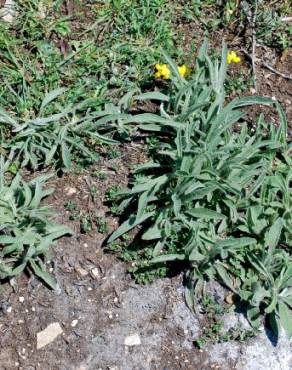 Fotografia 15 da espécie Inula montana no Jardim Botânico UTAD