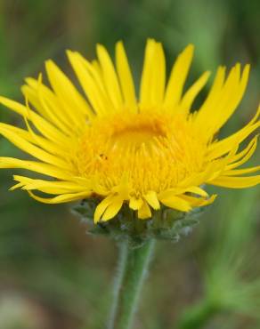 Fotografia 16 da espécie Inula montana no Jardim Botânico UTAD