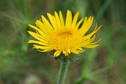 Fotografia da espécie Inula montana