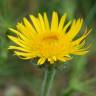 Fotografia 16 da espécie Inula montana do Jardim Botânico UTAD