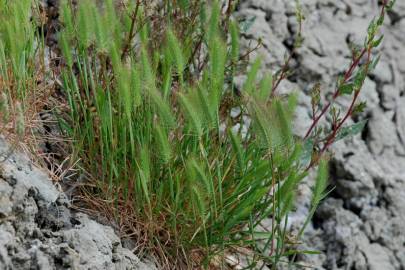 Fotografia da espécie Hordeum marinum