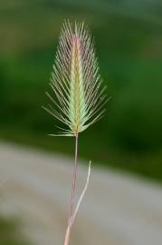 Fotografia da espécie Hordeum marinum