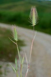 Fotografia da espécie Hordeum marinum