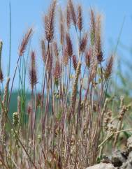 Hordeum marinum