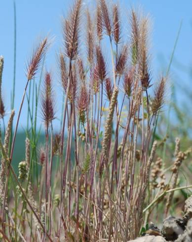 Fotografia de capa Hordeum marinum - do Jardim Botânico