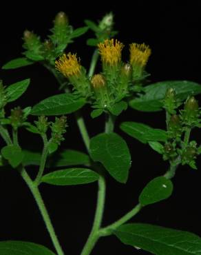 Fotografia 9 da espécie Inula conyza no Jardim Botânico UTAD