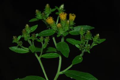 Fotografia da espécie Inula conyza