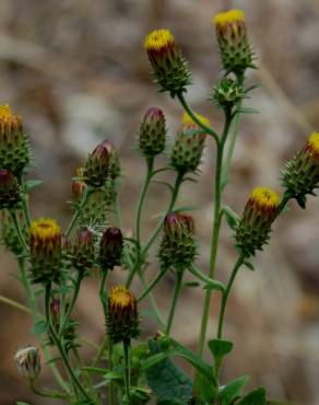 Fotografia 10 da espécie Inula conyza no Jardim Botânico UTAD