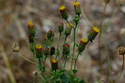 Fotografia da espécie Inula conyza