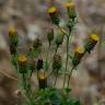 Fotografia 10 da espécie Inula conyza do Jardim Botânico UTAD