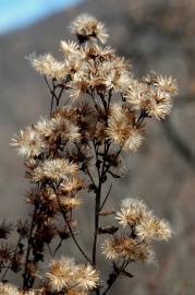 Fotografia da espécie Inula conyza