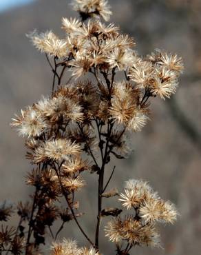 Fotografia 11 da espécie Inula conyza no Jardim Botânico UTAD