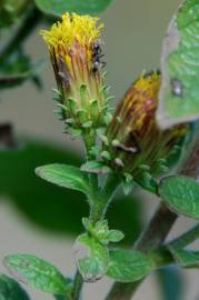 Fotografia da espécie Inula conyza