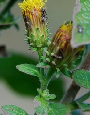 Fotografia 12 da espécie Inula conyza no Jardim Botânico UTAD