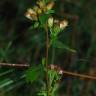 Fotografia 13 da espécie Inula conyza do Jardim Botânico UTAD