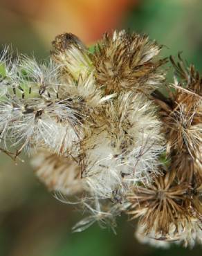 Fotografia 14 da espécie Inula conyza no Jardim Botânico UTAD