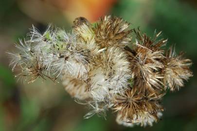 Fotografia da espécie Inula conyza