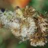 Fotografia 14 da espécie Inula conyza do Jardim Botânico UTAD