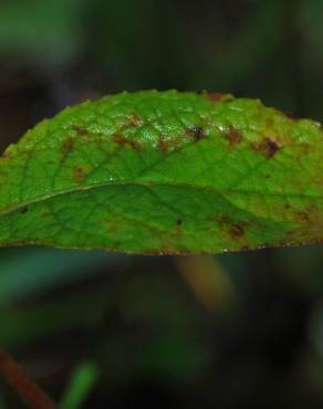 Fotografia 15 da espécie Inula conyza no Jardim Botânico UTAD