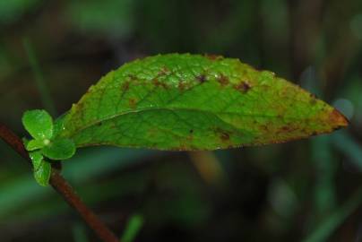 Fotografia da espécie Inula conyza