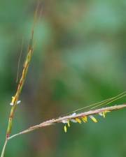 Fotografia da espécie Hyparrhenia hirta