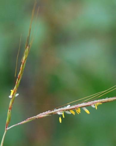 Fotografia de capa Hyparrhenia hirta subesp. hirta - do Jardim Botânico