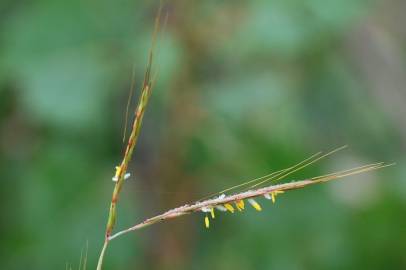 Fotografia da espécie Hyparrhenia hirta subesp. hirta