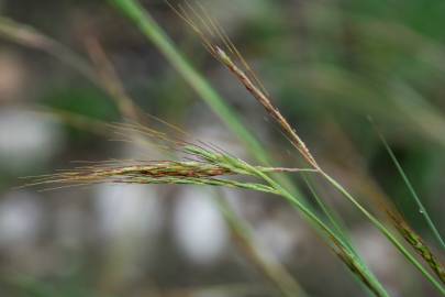 Fotografia da espécie Hyparrhenia hirta subesp. hirta