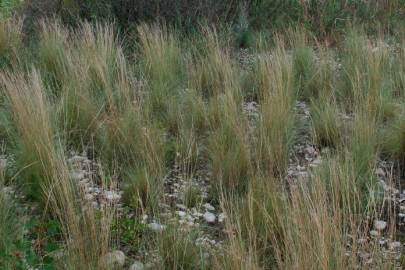 Fotografia da espécie Hyparrhenia hirta subesp. hirta