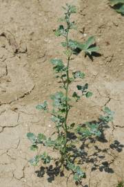 Fotografia da espécie Chenopodium opulifolium