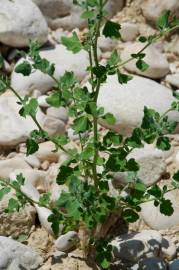 Fotografia da espécie Chenopodium opulifolium