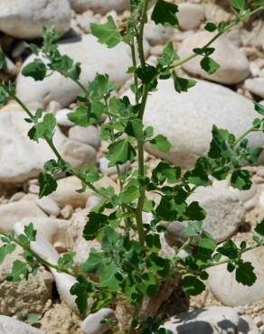 Fotografia 7 da espécie Chenopodium opulifolium no Jardim Botânico UTAD