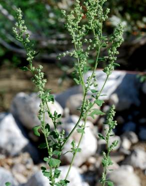 Fotografia 8 da espécie Chenopodium opulifolium no Jardim Botânico UTAD